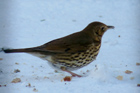 Song Thrush