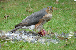 Male Sparrowhawk