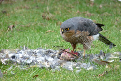 Sparrowhawk male